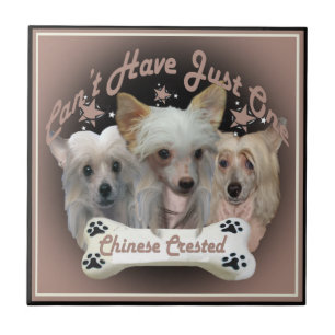 Chinês Crested não pode ter apenas um Azulejo