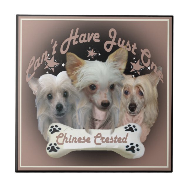 Chinês Crested não pode ter apenas um Azulejo (Frente)