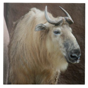 chinese-takin-5