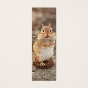 Chipmunk adorável