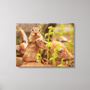Chipmunk adorável em canvas da estátua