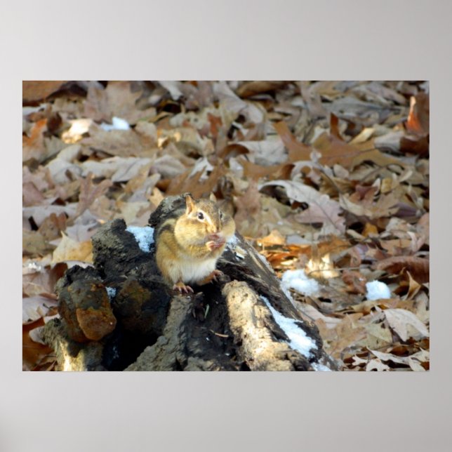 Chipmunk Cheeks Nature Poster (Frente)