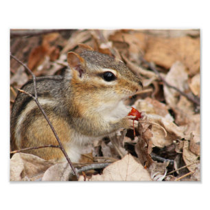 Chipmunk Comendo um Impressão de Fotografia de Cer