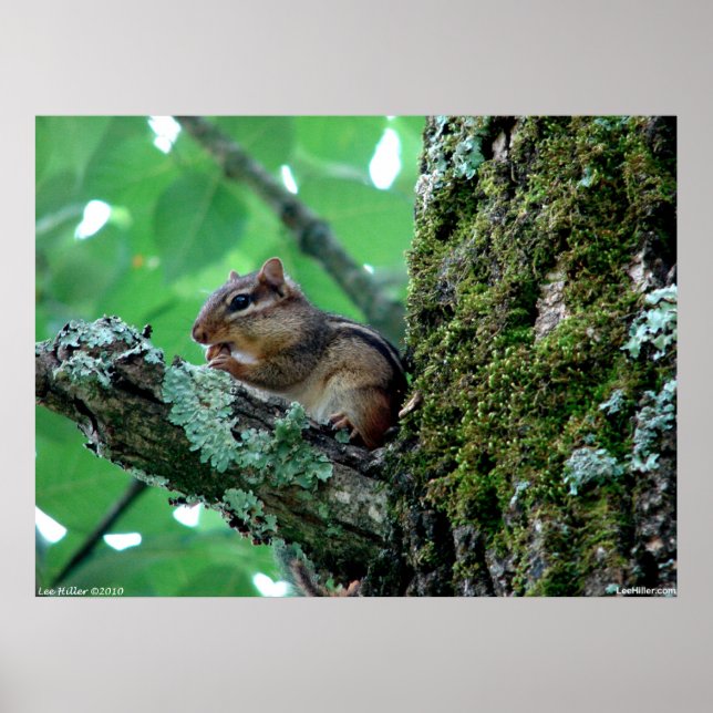 Chipmunk doce em um Poster de árvore (Frente)