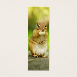Chipmunk gordo com deleite