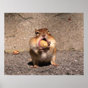 Chipmunk - impressão