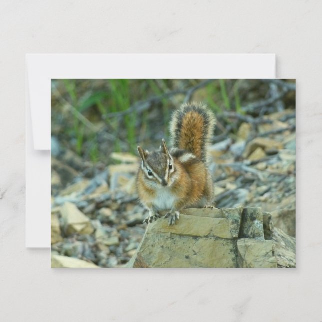 Chipmunk no Parque Nacional Glacier (Frente)
