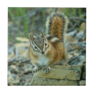 Chipmunk no Parque Nacional Glacier I