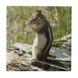 Chipmunk no Parque Nacional Glacier II