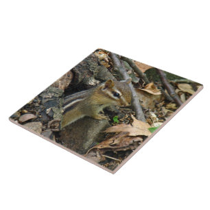 Chipmunk oriental - striatus do Tamias