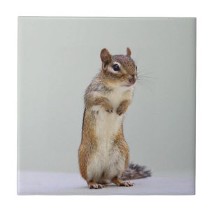 Chipmunk que levanta-se a foto