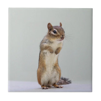 Chipmunk que levanta-se a foto