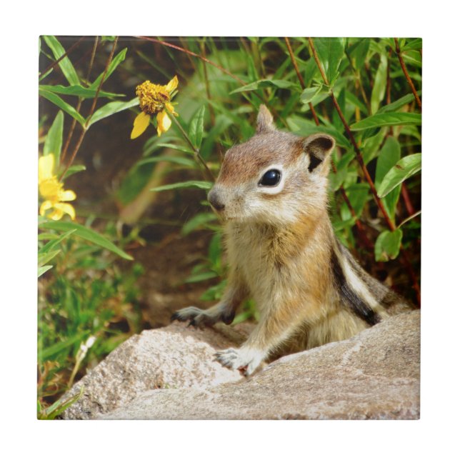 Chipset das flores amarelas (Frente)