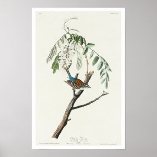 Chipset Sparrow by Audubon Poster
