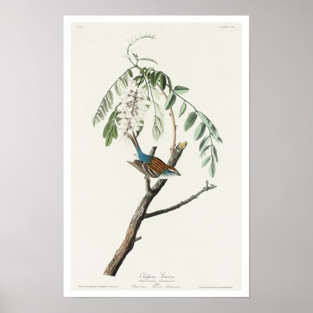 Chipset Sparrow by Audubon Poster (Frente)