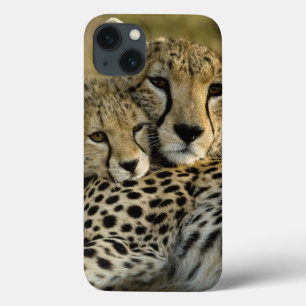 Chita, Acinonyx jubatus, com filhote no Masai 2