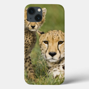 Chita, jubatus do Acinonyx, com o filhote no
