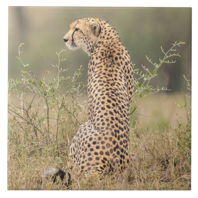 Chita No Cenário Natural Africano (Frente)