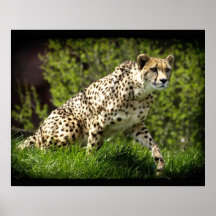 Chita Selvagem de Gato Selvagem Poster