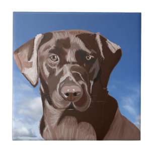 Chocolate Brown Labrador contra o céu azul
