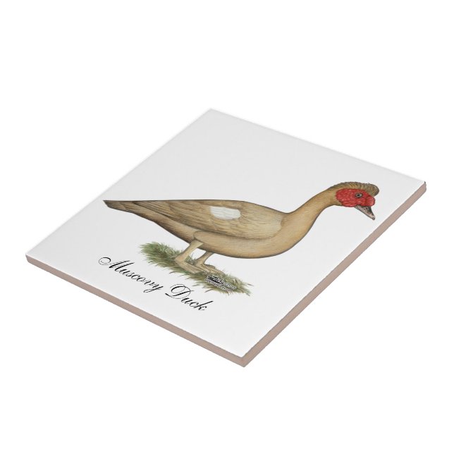 Chocolate Claro Muscovy (Lateral)