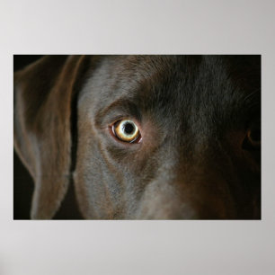 Chocolate Lab Eyes Poster