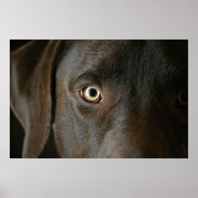Chocolate Lab Eyes Poster (Frente)