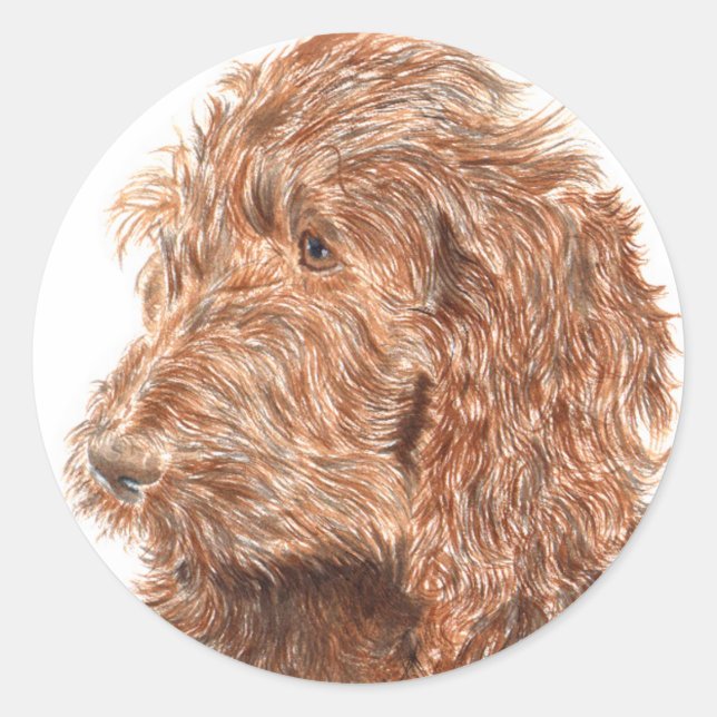 Chocolate Labradoodle nº 2 adesivos redondos (Frente)