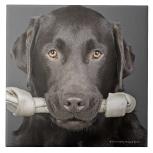 Chocolate Labrador