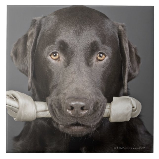 Chocolate Labrador (Frente)