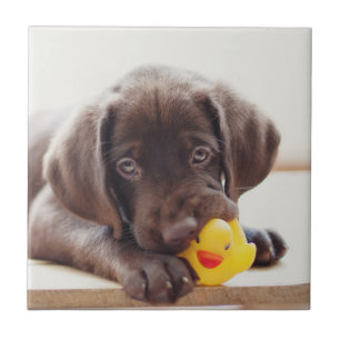 Chocolate Labrador Com Pato De Brinquedo