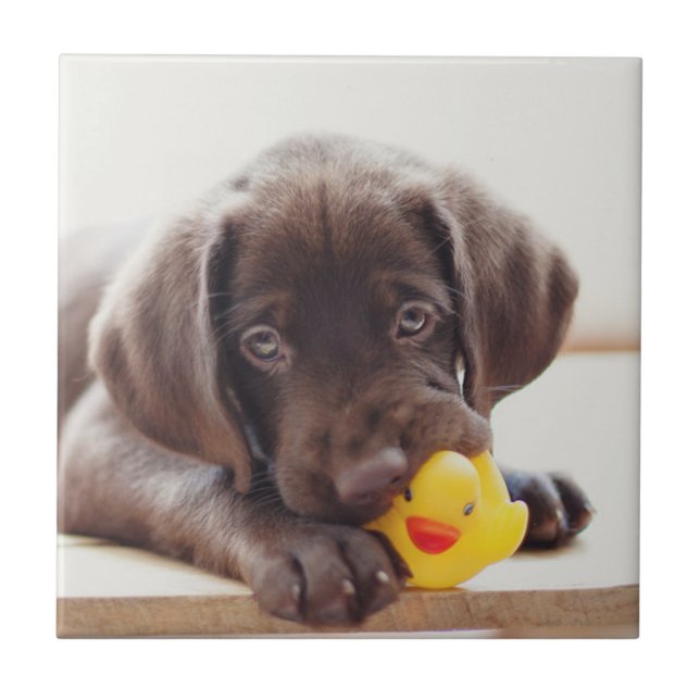 Chocolate Labrador Com Pato De Brinquedo (Frente)