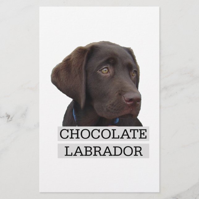 Chocolate Labrador design único! (Frente)