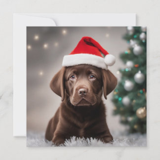 Chocolate Labrador Natal