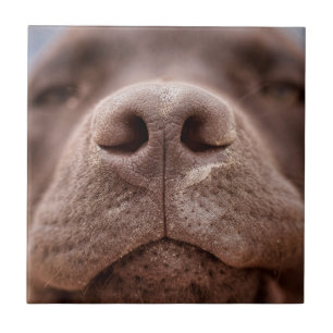 Chocolate Labrador Nose Closeup