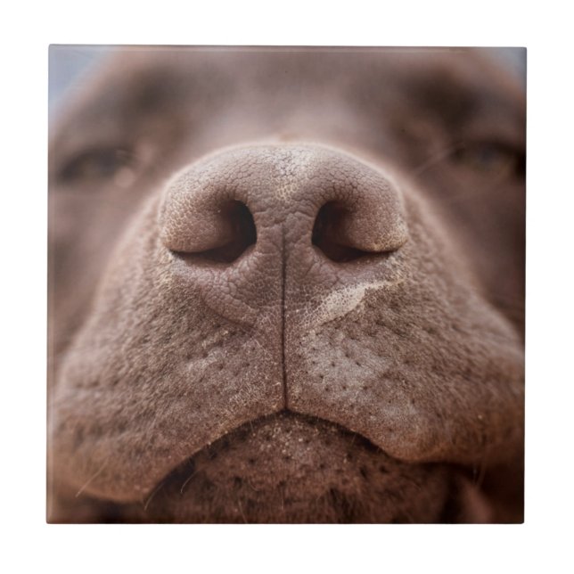 Chocolate Labrador Nose Closeup (Frente)