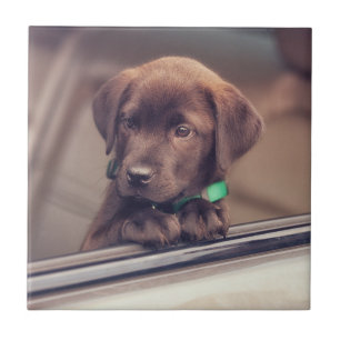 Chocolate Labrador Pupido No Carro