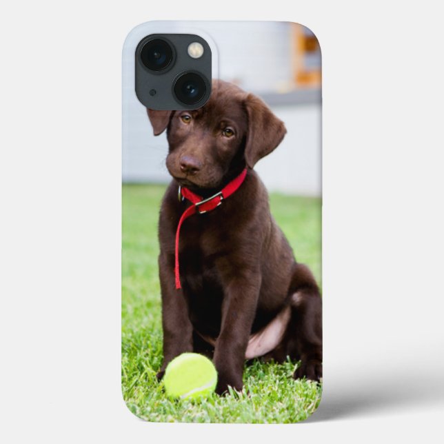 Chocolate Labrador Puppy Com Bola De Tênis (Verso)