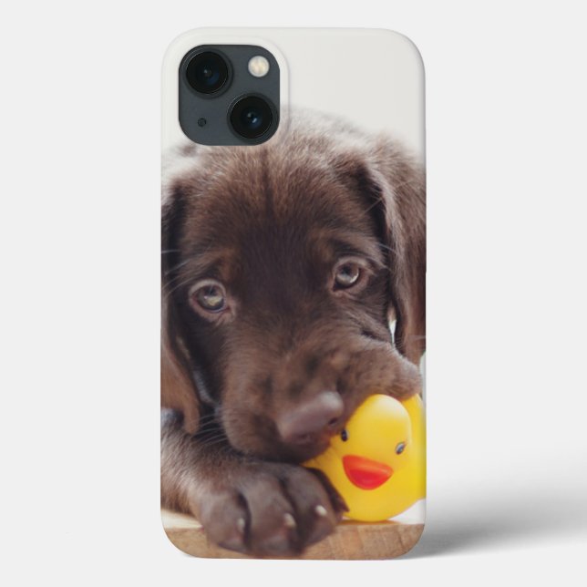 Chocolate Labrador Puppy With Toy Duck (Verso)