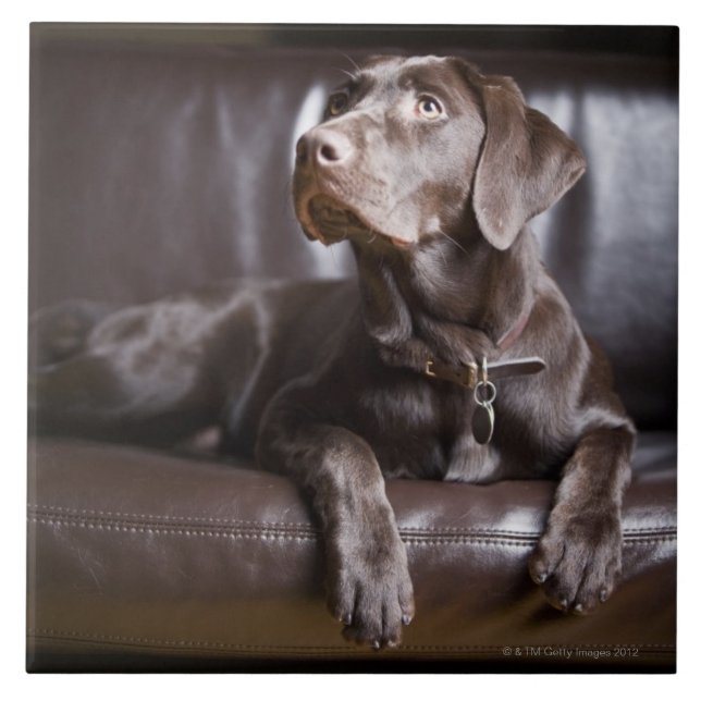 Chocolate labrador retriever (Frente)