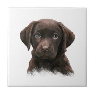 Chocolate Labrador Retriever Brown