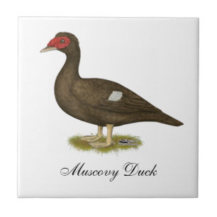 Chocolate Muscovy Duck