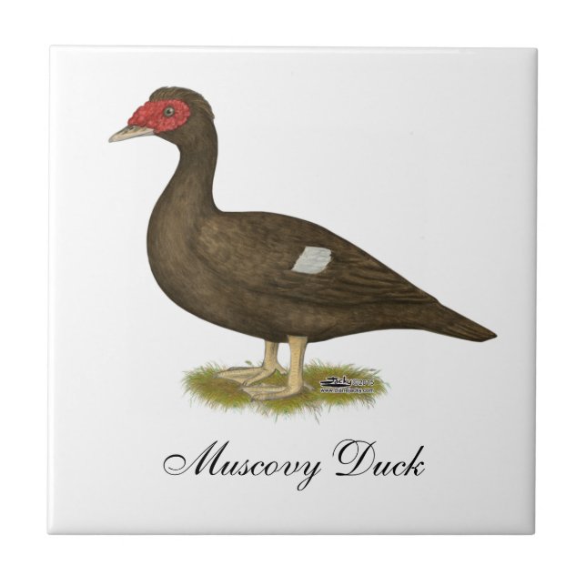 Chocolate Muscovy Duck (Frente)