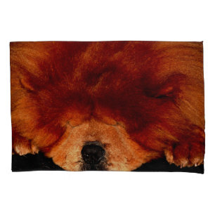 Chow Chow Dormindo Pccnm