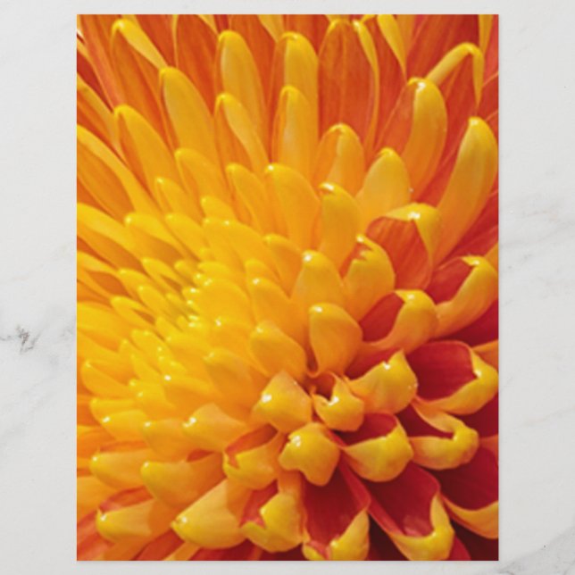 Chrysanthemum Amarelo e Laranja (Frente)