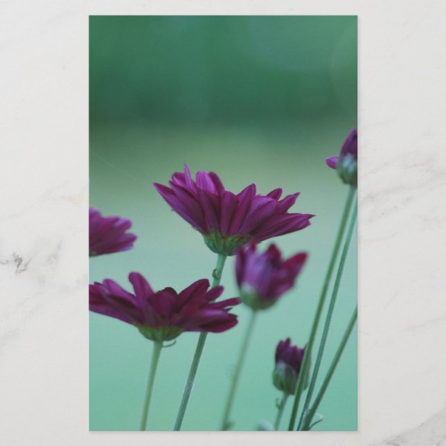 Chrysanthemum e Significado (Frente)