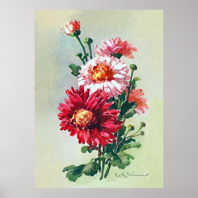 Chrysanthemum rosa por Catherine Klein Poster (Frente)