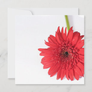 Chrysanthemum Vermelho Sua Placa Plana De Texto