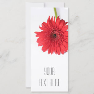 Chrysanthemum Vermelho Sua Placa Plana De Texto