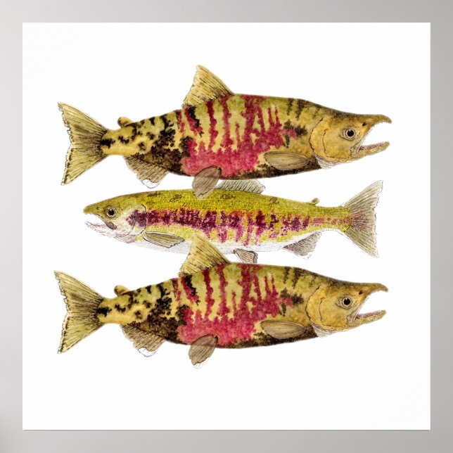 Chum Salmon Art Poster (Frente)
